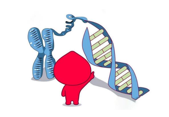 香港验DNA化验所：为什么有人一直生儿子,有人一直生女儿？